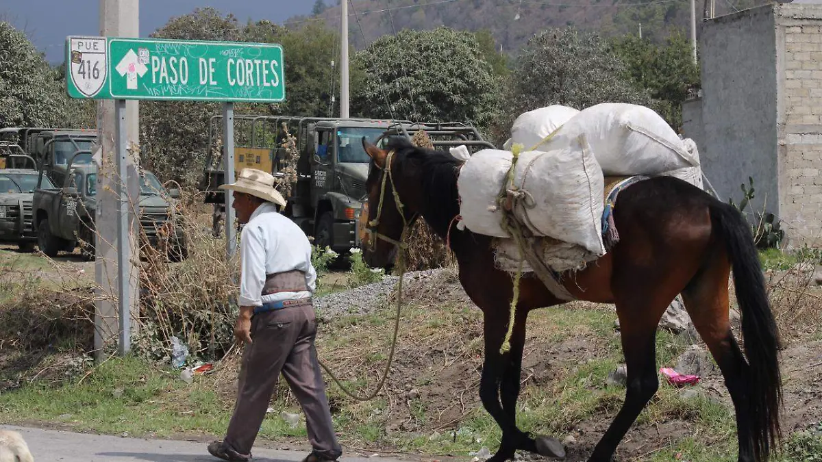 habitante de paso de cortes camina con tranquilidad ante actividad volcánica